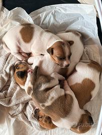Cucciolo jack Russel