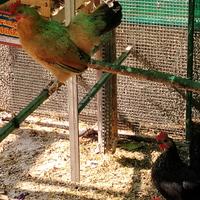 Galline nane