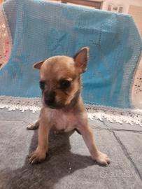 Chihuahua toy crema