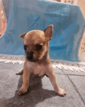 Chihuahua toy crema