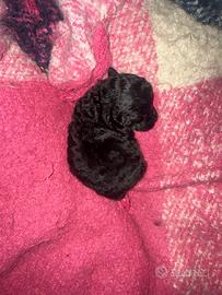 Barboncino mini Toy/teacup