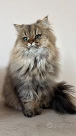 Gatto persiano chincillà
