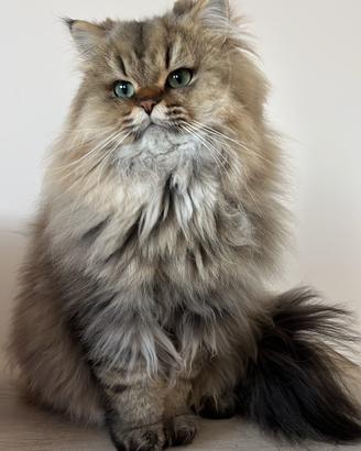 Gatto persiano chincillà