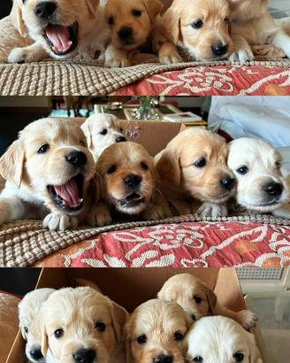 Golden Retriever cuccioli linea inglese