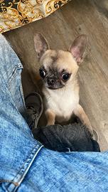 Chihuahua toy