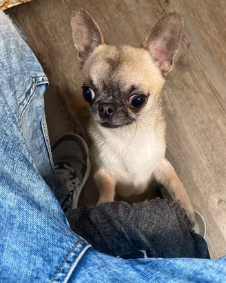 Chihuahua toy