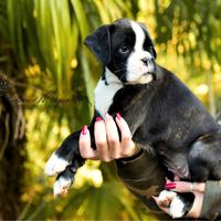 Boxer cuccioli