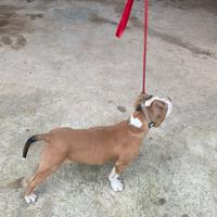 Cucciola di 4 mesi
