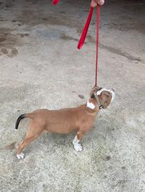 Cucciola di 4 mesi