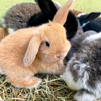 Conigli Ariete minilop Coniglietti