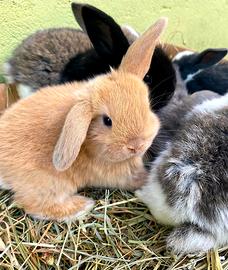 Conigli Ariete minilop Coniglietti