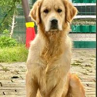 Cuccioli di golden retriever