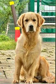 Cuccioli di golden retriever