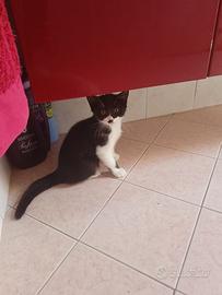 Gattini