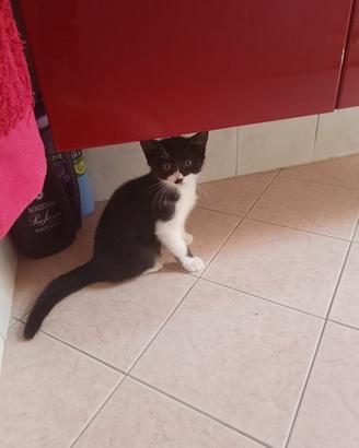 Gattini