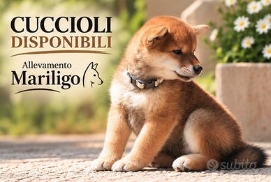 Shiba cucciolo con pedigree
