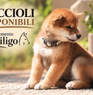 Shiba cucciolo con pedigree