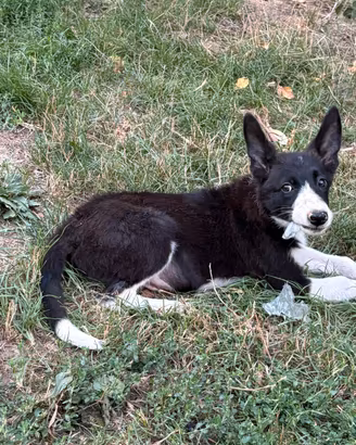 Cuccioli di border collie e pastore svizzero