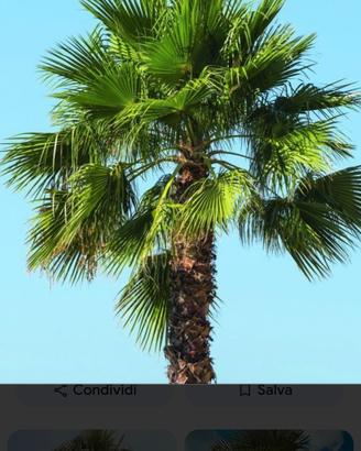 palma da giardino interrata 