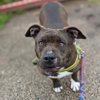 Mila, simil Pitbull 5 anni - taglia media, dolciss
