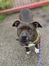 Mila, simil Pitbull 5 anni - taglia media, dolciss
