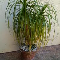 Beucarnea in vaso 