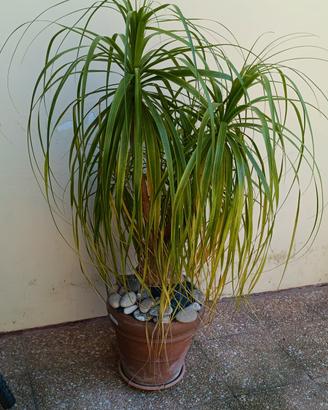Beucarnea in vaso 