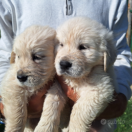 Maschietti di Golden Retriever con PEDIGREE