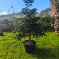abete in vaso