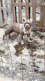 American bully