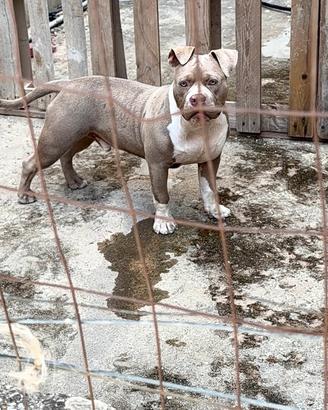American bully