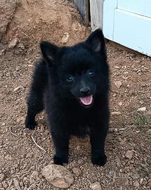 Cucciola volpino italiano nero