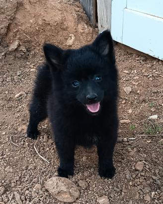 Cucciola volpino italiano nero