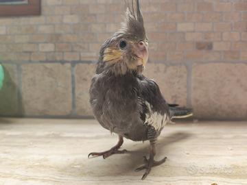 Pulli da allevare a mano