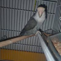 Femmina inseparabile non allevata