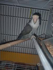 Femmina inseparabile non allevata