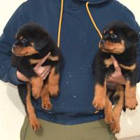 Cuccioli rottweiler