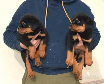 Cuccioli rottweiler