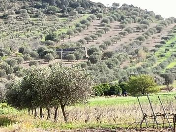 Terreno agricolo Uliveto - Agrumeto