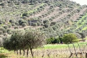 Terreno agricolo Uliveto - Agrumeto