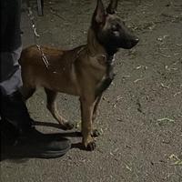 Cucciolo Pastore Belga Malinois