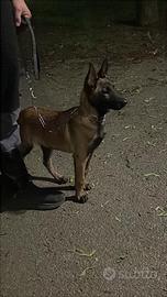 Cucciolo Pastore Belga Malinois