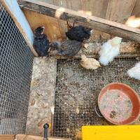 Pulcini marans e moroseta di un mese
