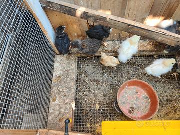 Pulcini marans e moroseta di un mese