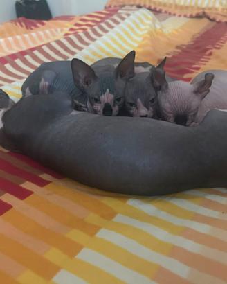 cuccioli sphynx 