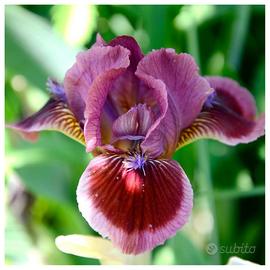 IRIS nano rizomi