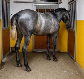 Cavallo spagnolo p.r.e. Andaluso