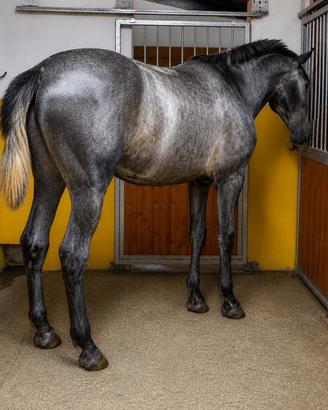 Cavallo spagnolo p.r.e. Andaluso