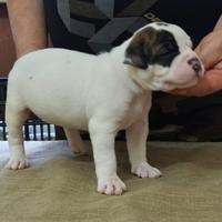 Cuccioli buldog americano