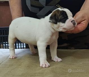 Cuccioli buldog americano